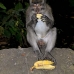 monkey_macaque_balinese_mf_ubud_v_1284_bal5005.jpg